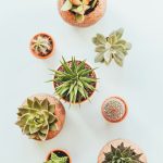 室内绿植养护入门